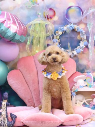 20240820めるちゃん